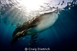Whale Shark visits Pompano Beach Florida. Just an amazing... by Craig Dietrich 